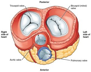 use Heart_Valves