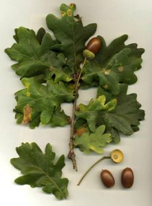 use-oak-leaves