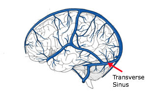 venous_system